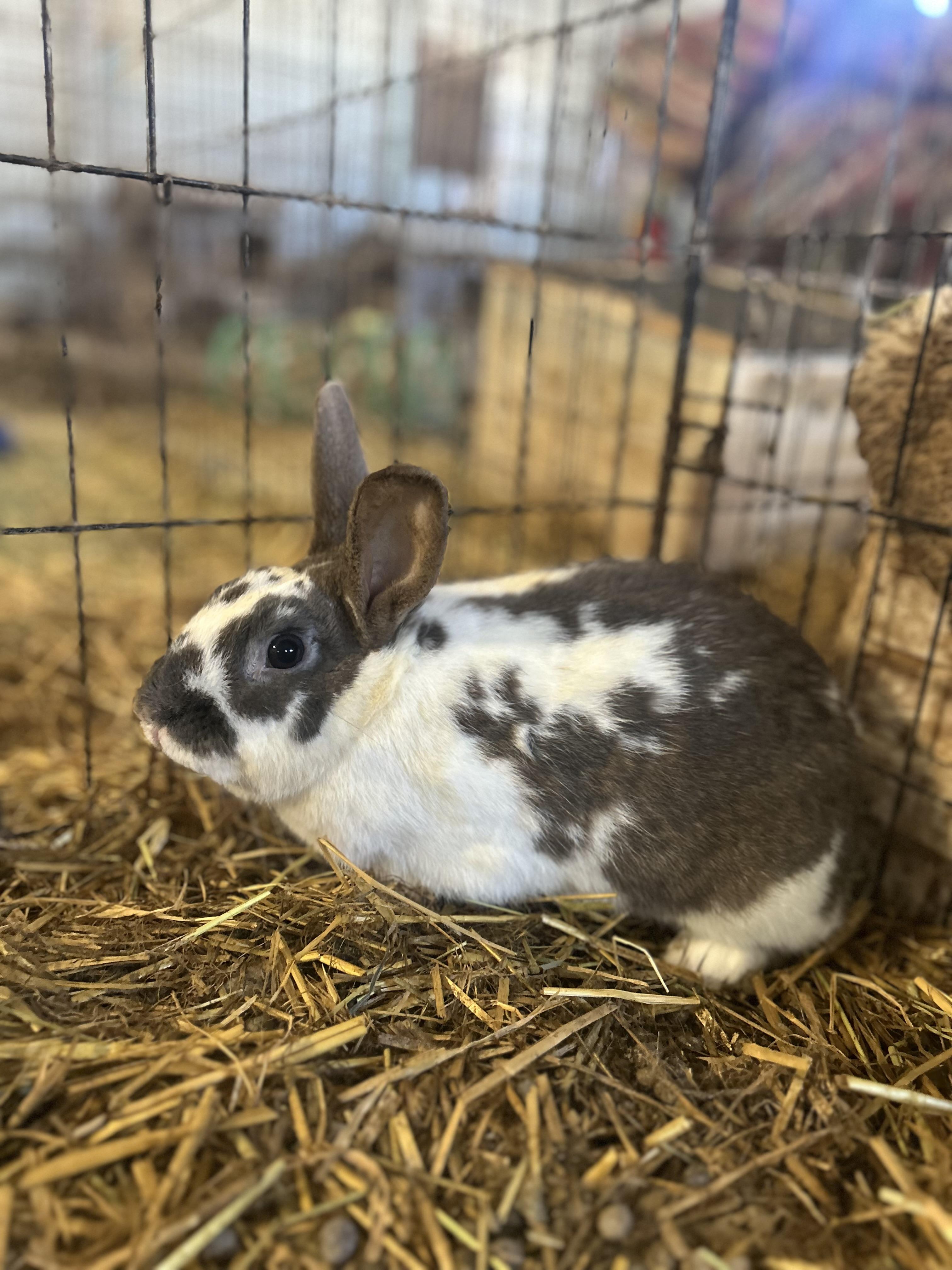 Enlarge Bedazzle, a ADOPTABLE Bunny Rabbit in Bishopville, SC image 1/2