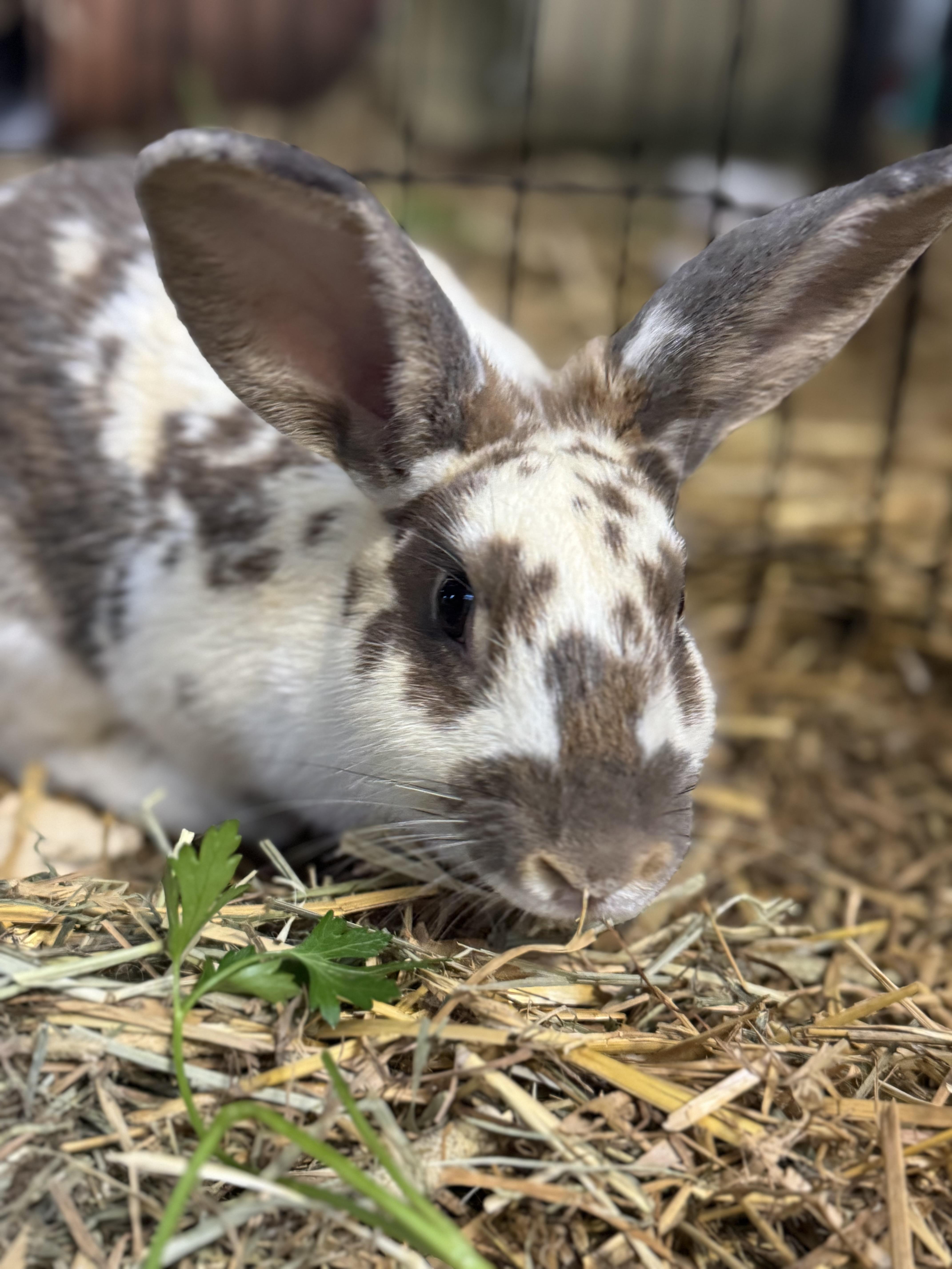 Bedazzle, a ADOPTABLE Bunny Rabbit in Bishopville, SC image 2/3