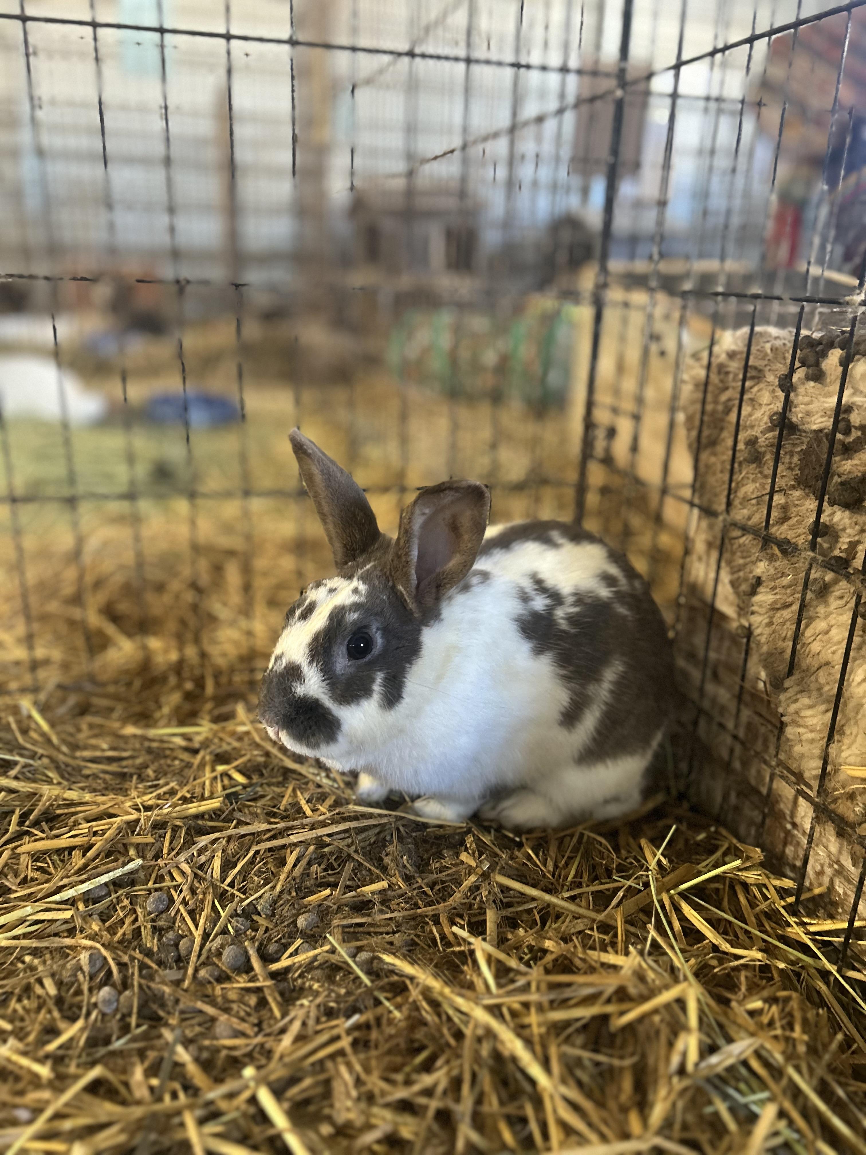 Enlarge Bedazzle, a ADOPTABLE Bunny Rabbit in Bishopville, SC image 2/2