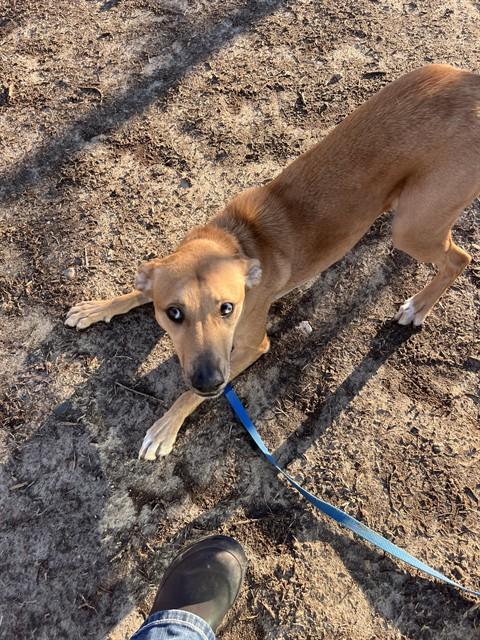 GOLDIE, Adoptable, Young Female Catahoula Leopard Dog & Labrador Retriever.