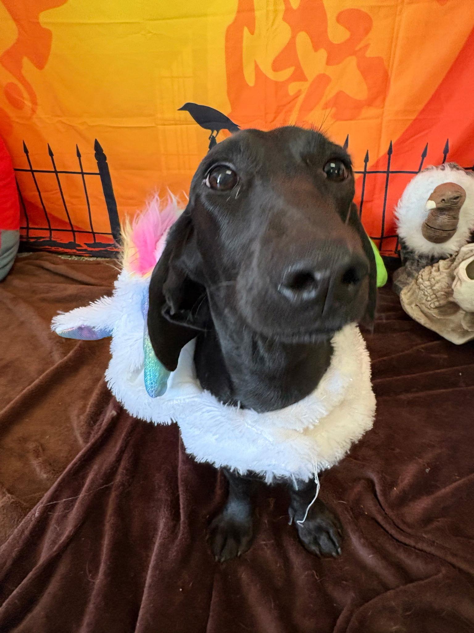 Loretta, Adopted, Young Female Dachshund & Labrador Retriever.