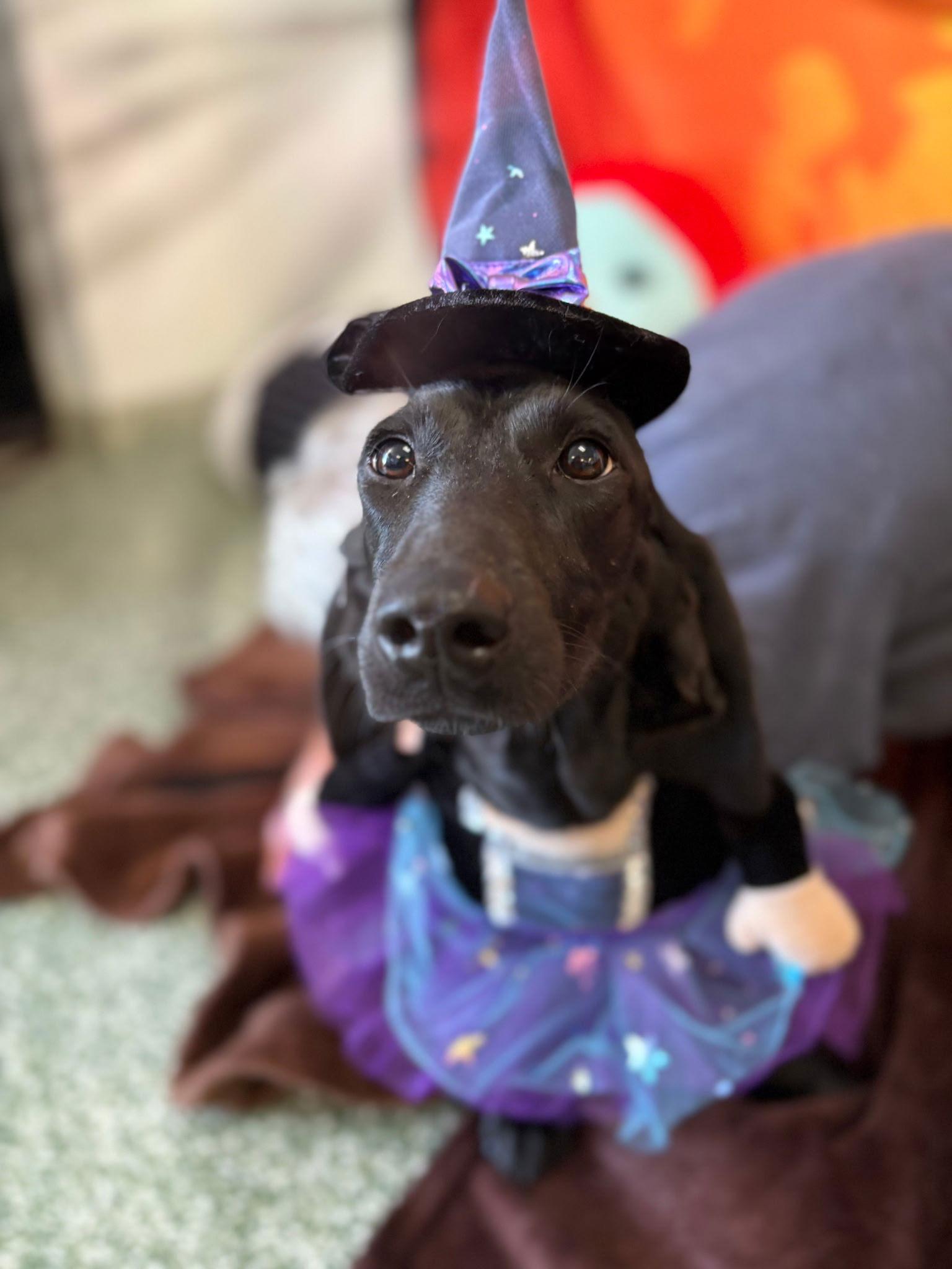 Enlarge Loretta, a Adopted mixed breed in Glendale, AZ image 2/3