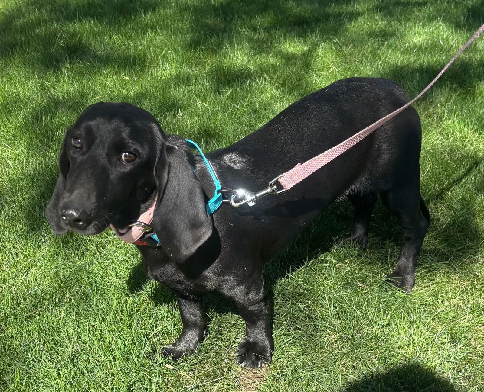 Enlarge Loretta, a Adopted mixed breed in Glendale, AZ image 3/3