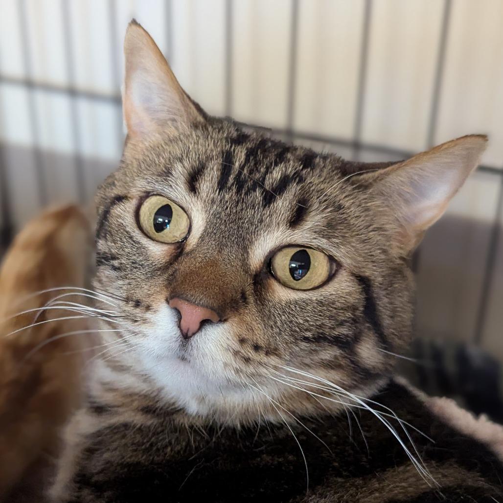 Super Baby, Adoptable, Adult Female Domestic Short Hair.