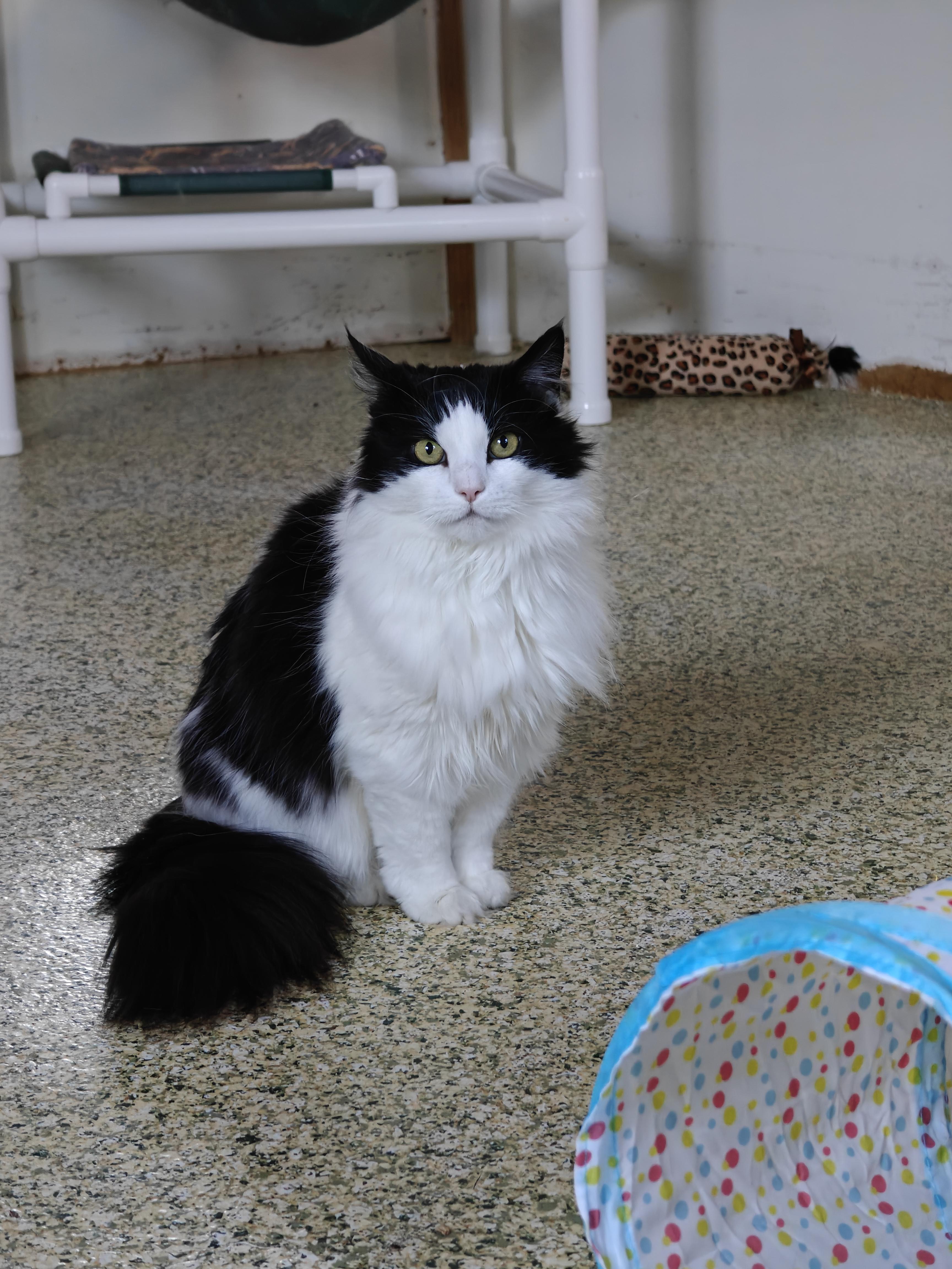 Enlarge Bitsy, a Adoptable Domestic Long Hair in New Britain, CT image 3/6
