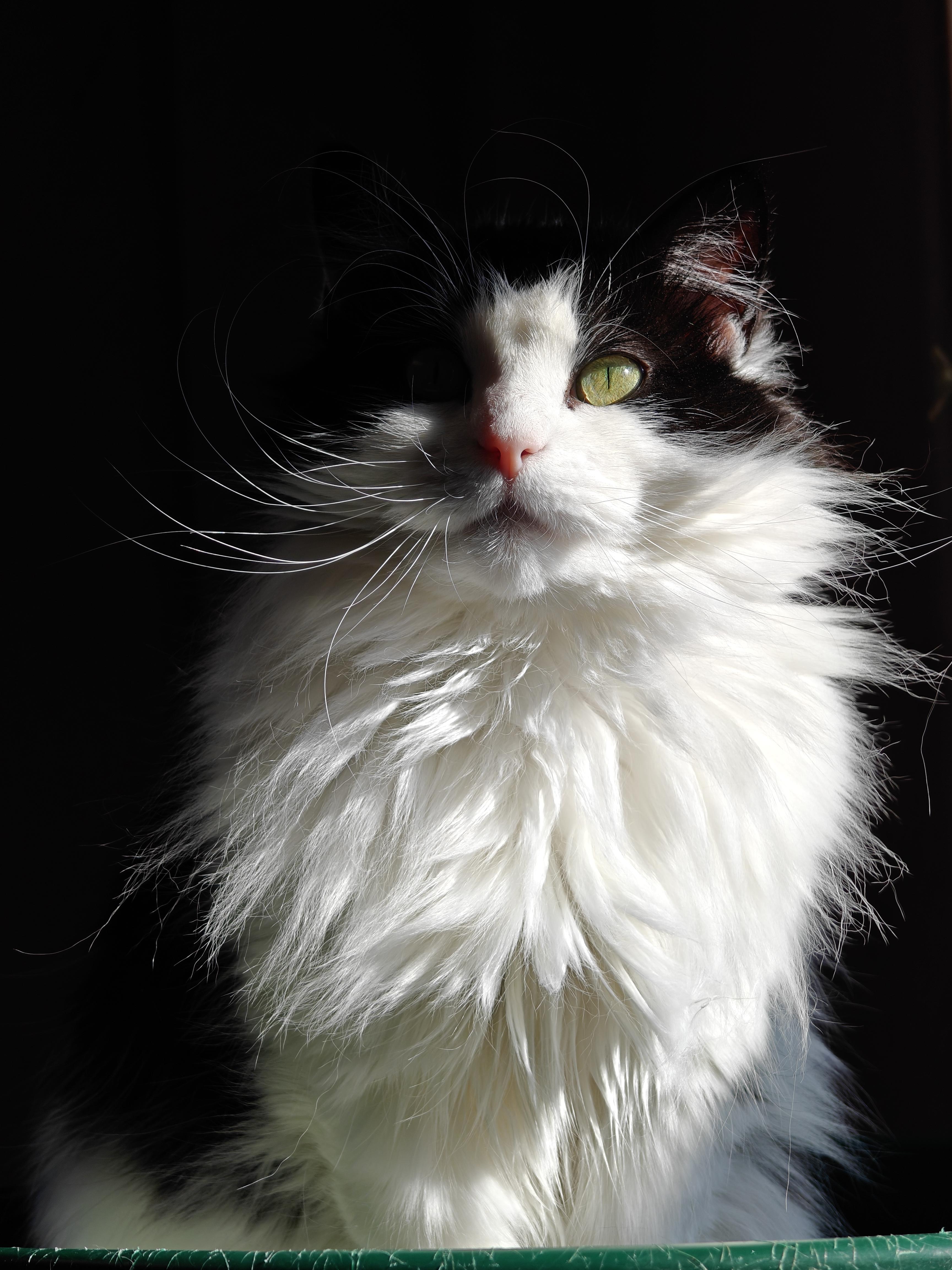 Enlarge Bitsy, a Adoptable Domestic Long Hair in New Britain, CT image 1/6