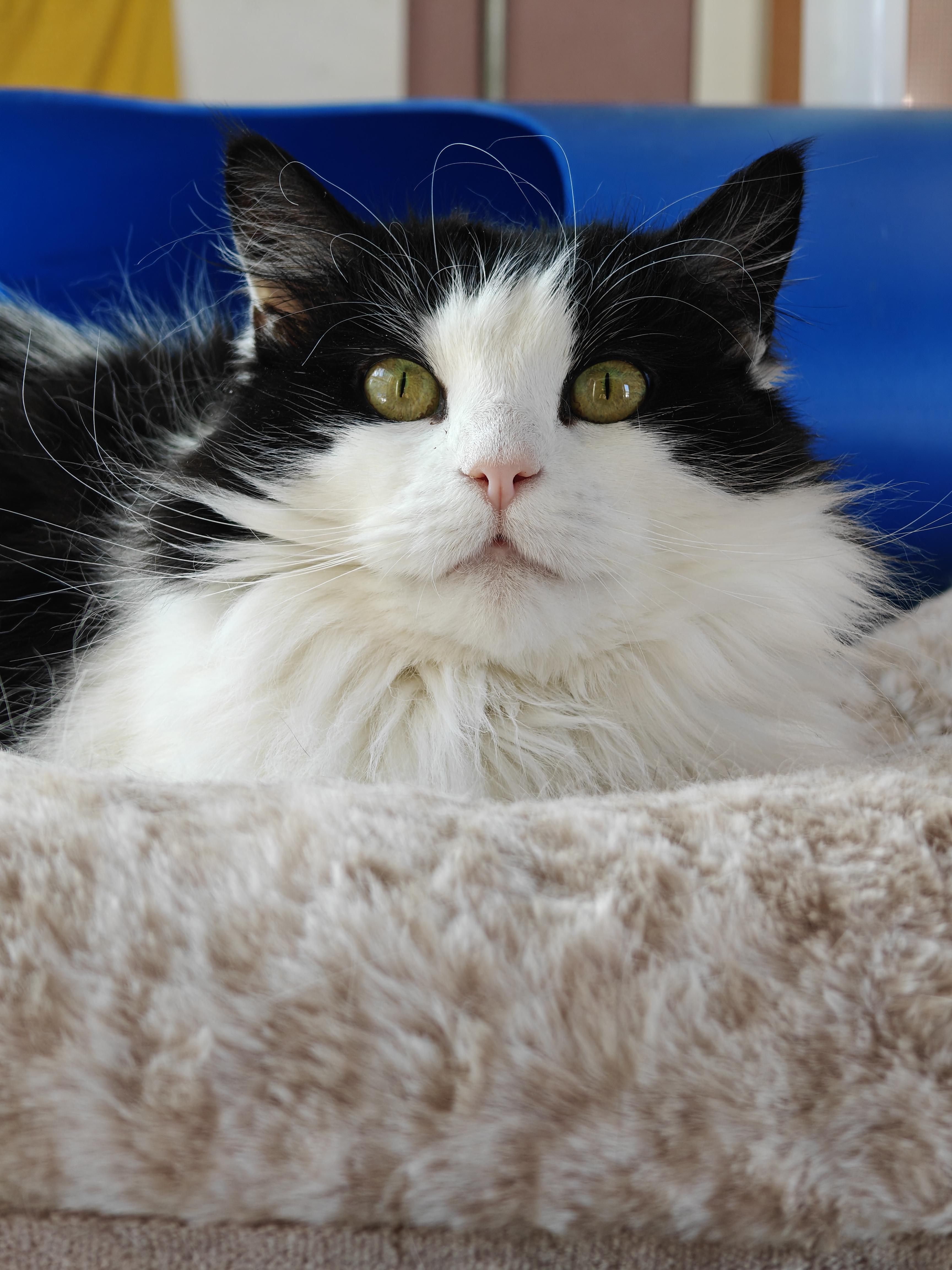 Enlarge Bitsy, a Adoptable Domestic Long Hair in New Britain, CT image 4/6