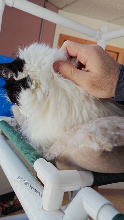 Enlarge Bitsy, a Adoptable Domestic Long Hair in New Britain, CT video 5/6