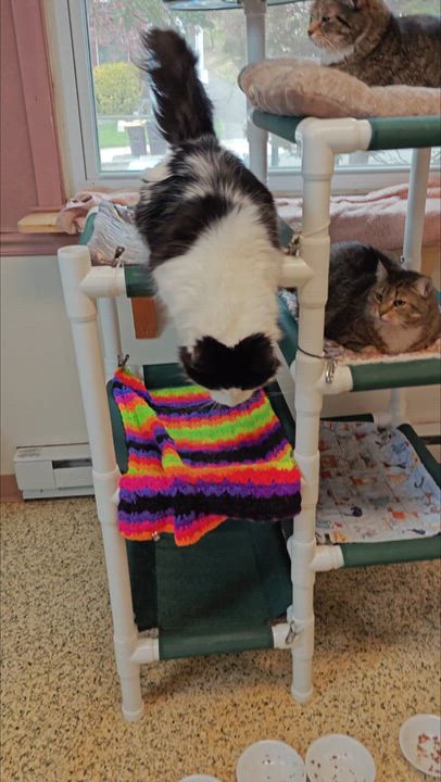 Enlarge Bitsy, a Adoptable Domestic Long Hair in New Britain, CT video 6/6