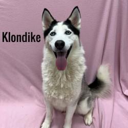Klondike, Adult Male unknown
