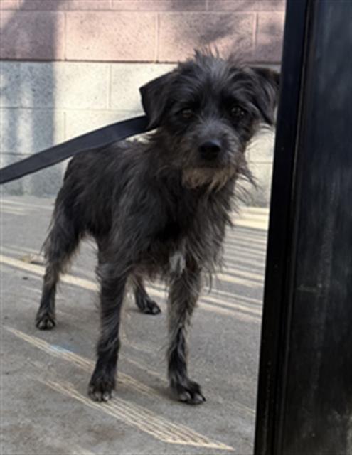 DONNER, Adoptable, Young Male Terrier & Mixed Breed.