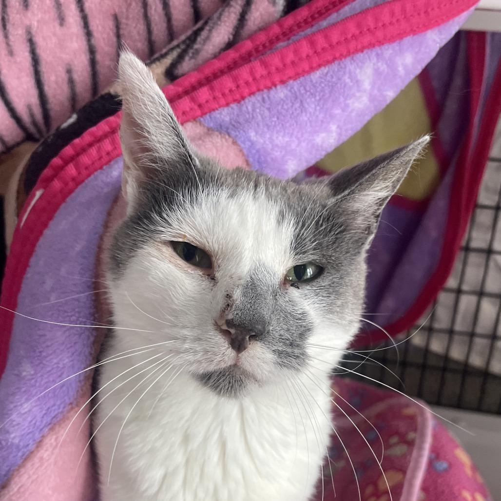 Enlarge Maribel, a Adoptable Domestic Short Hair in Chicago, IL image 1/1