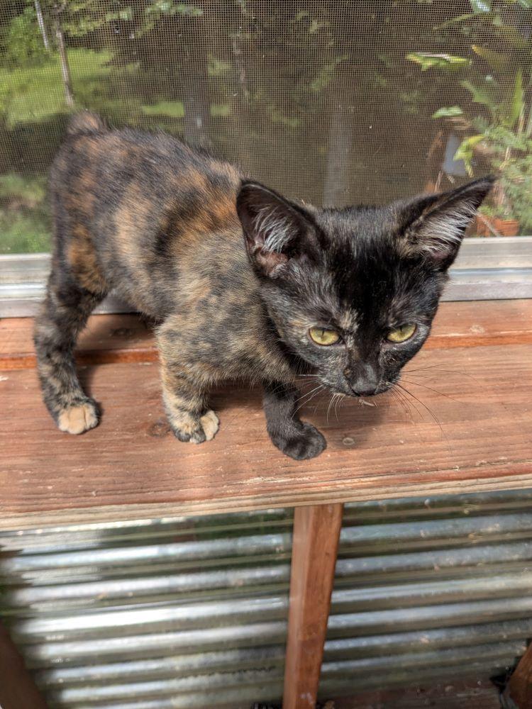 Sydney bobtail