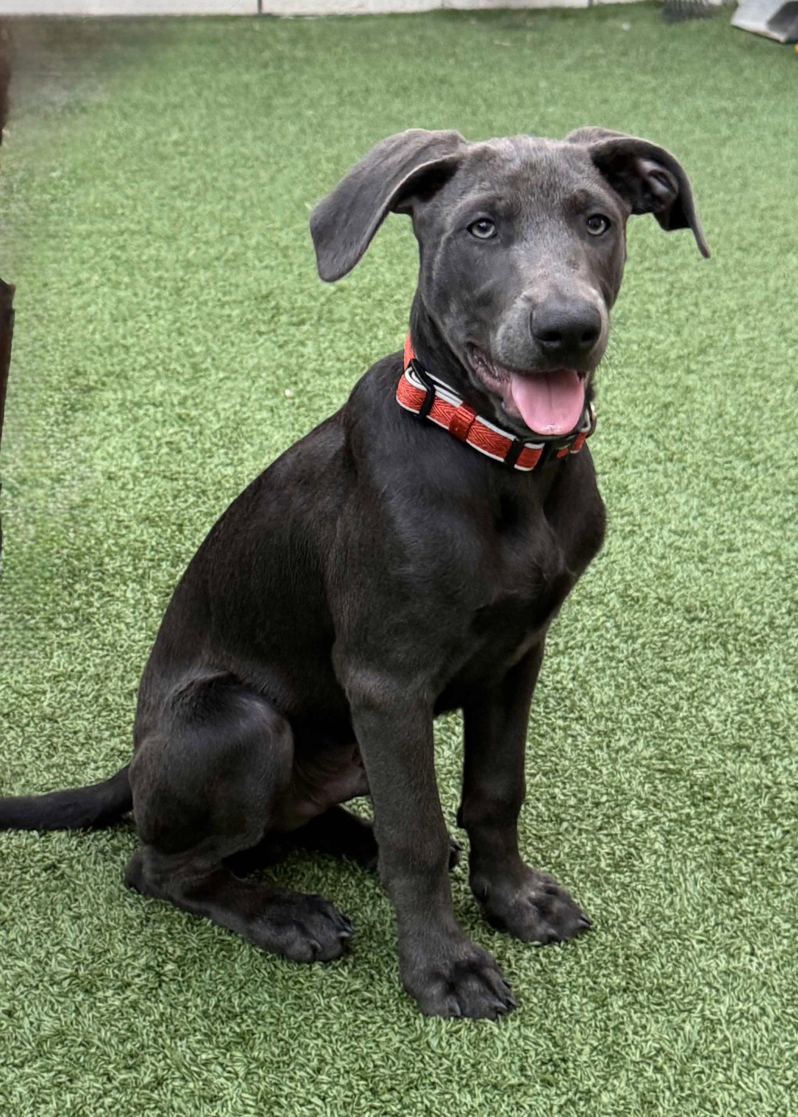 Marvin Song, Adoptable, Puppy Male Labrador Retriever.