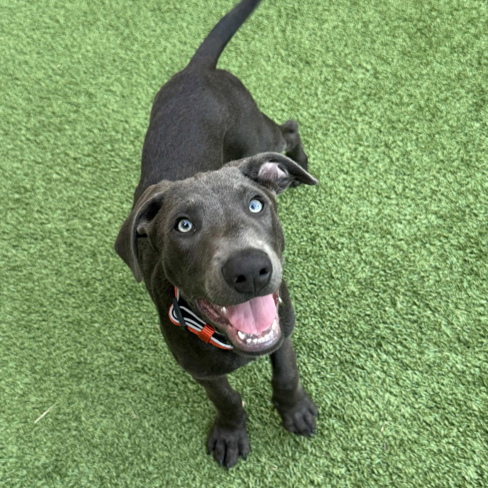 Marvin Song, a Adoptable Labrador Retriever in Fort Worth, TX image 2/3