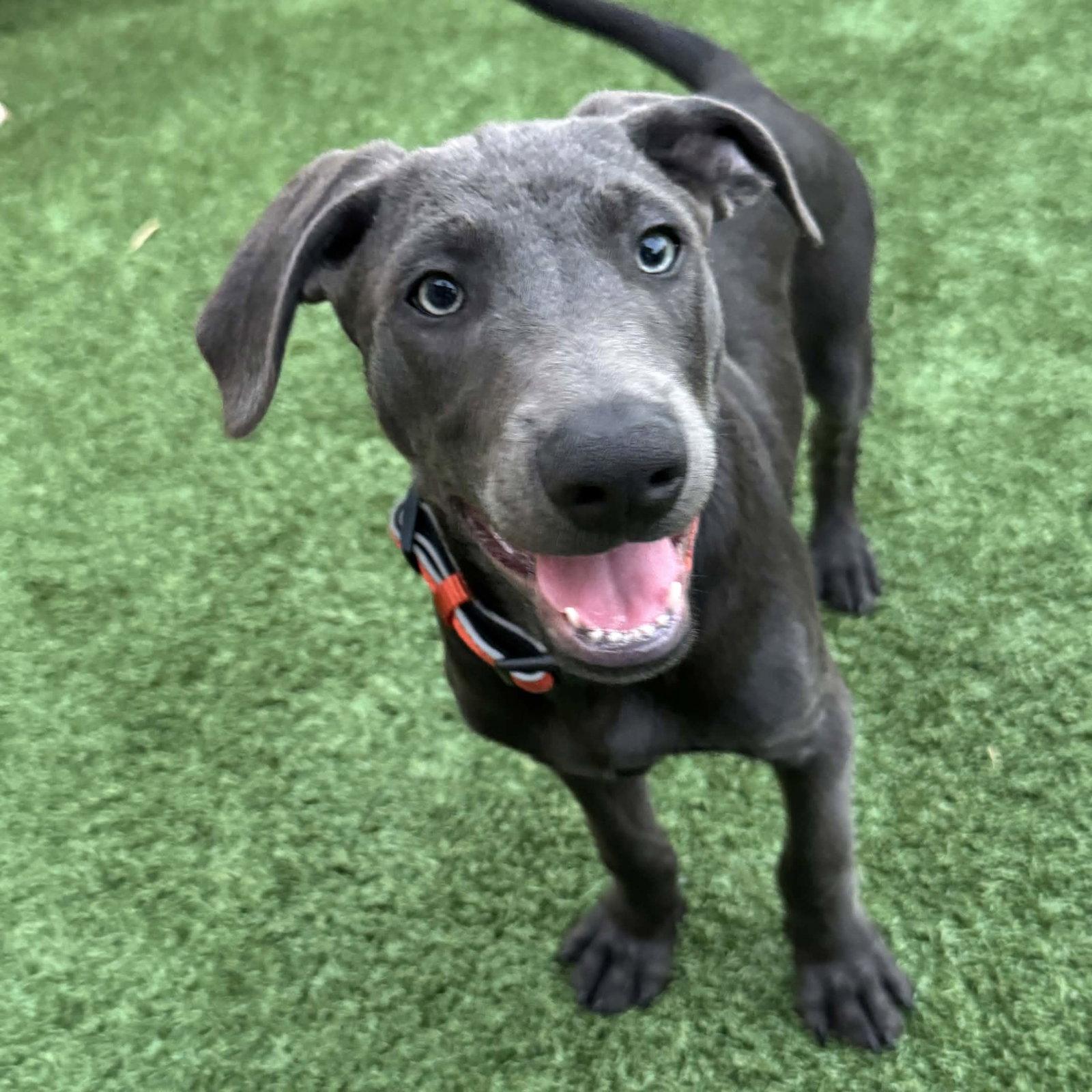 Marvin Song, a Adoptable Labrador Retriever in Fort Worth, TX image 3/3