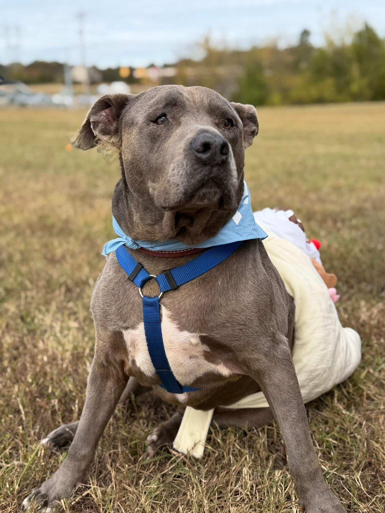 Sherman, a Adoptable mixed breed in Maryville, TN image 2/6