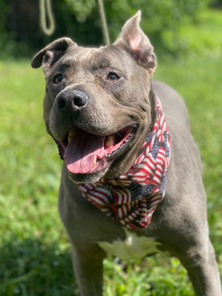 Sherman, a Adoptable mixed breed in Maryville, TN image 3/6