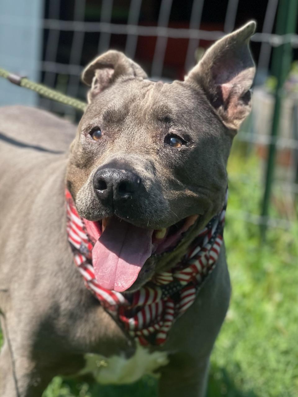 Meet 11 year old handsome very sweet Sherman with a beautiful silverbrown coat He was brought to 