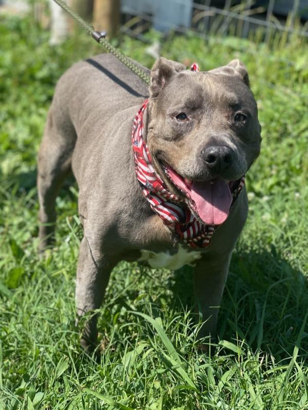 Meet 11 year old handsome very sweet Sherman with a beautiful silverbrown coat He was brought to 