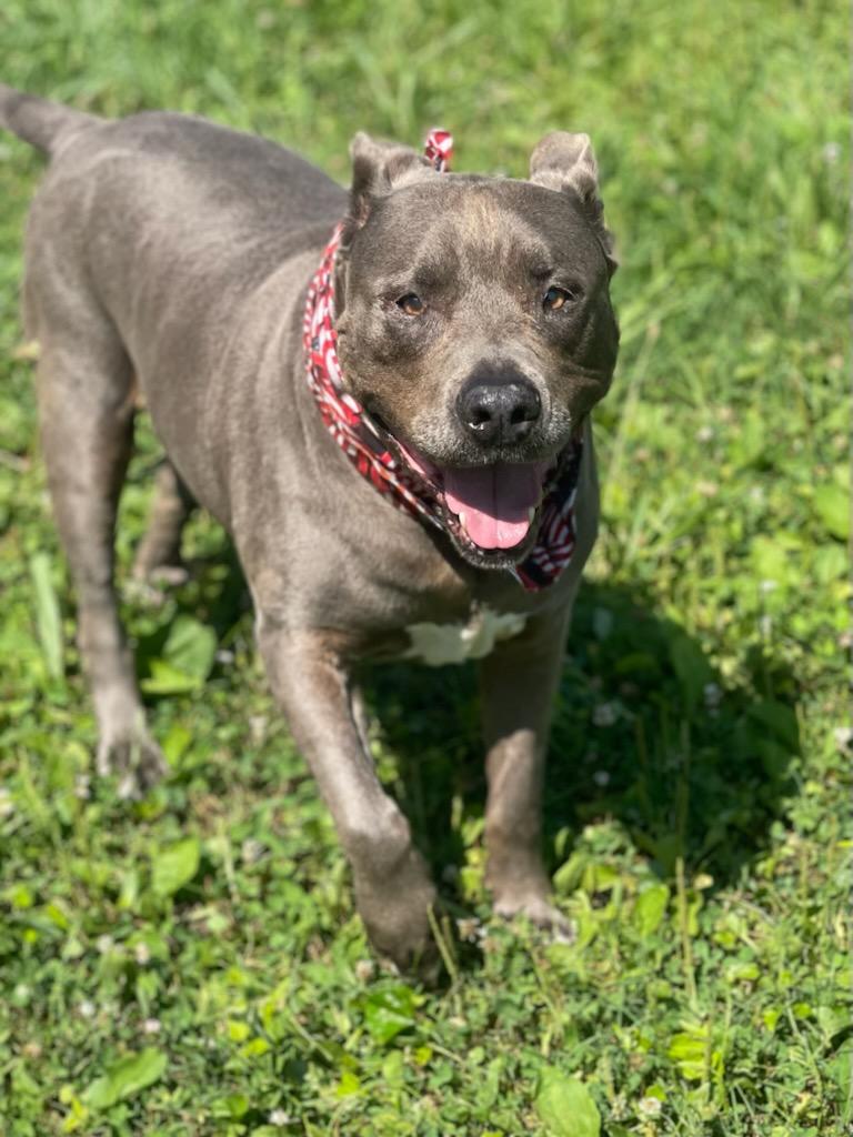 Sherman, a Adoptable mixed breed in Maryville, TN image 6/6