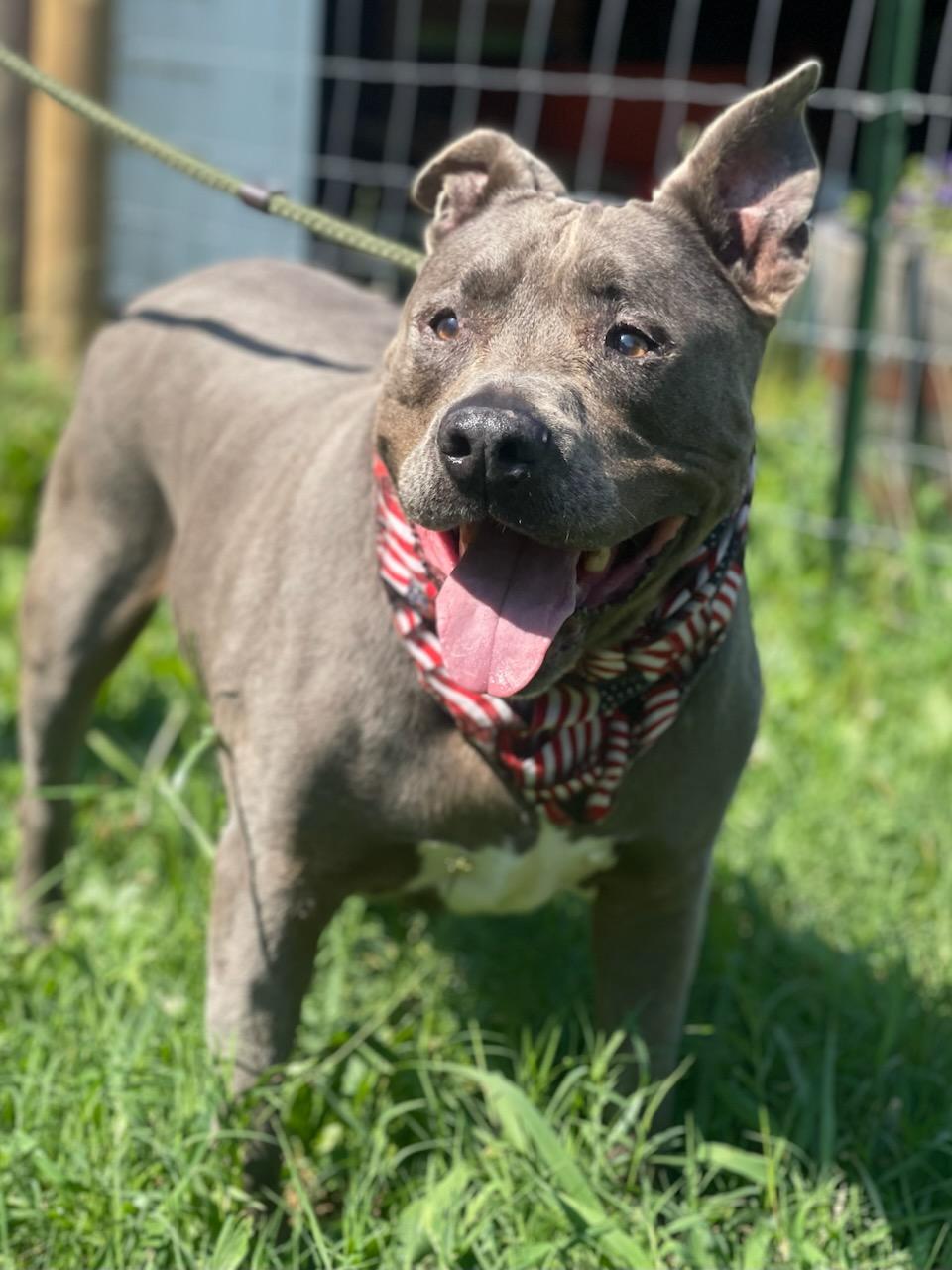 Sherman, a Adoptable mixed breed in Maryville, TN image 4/6