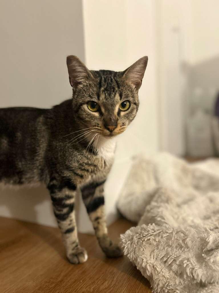 VINCENT, a ADOPTABLE Domestic Short Hair in Santa Ana, CA image 2/4