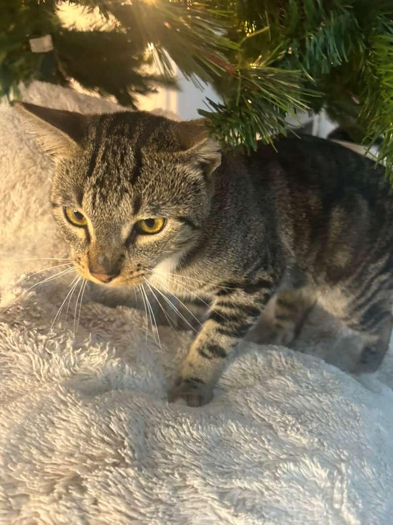 VINCENT, a ADOPTABLE Domestic Short Hair in Santa Ana, CA image 3/4