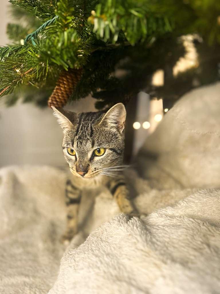 VINCENT, ADOPTABLE, Young Male Domestic Short Hair.