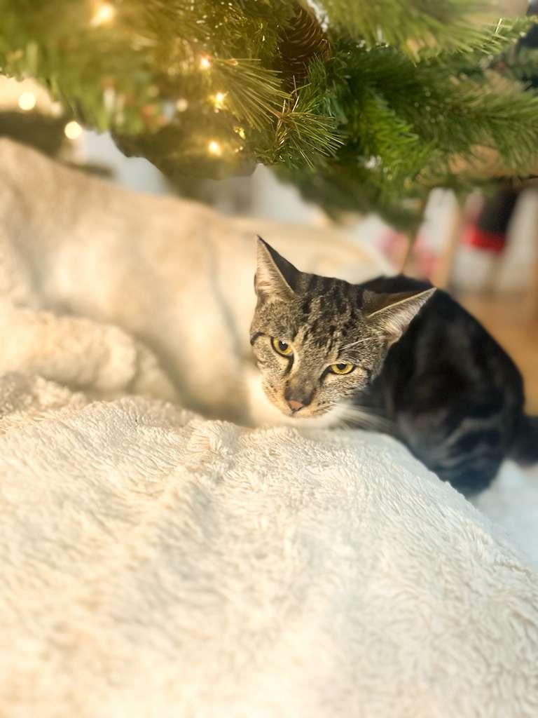 VINCENT, a ADOPTABLE Domestic Short Hair in Santa Ana, CA image 4/4