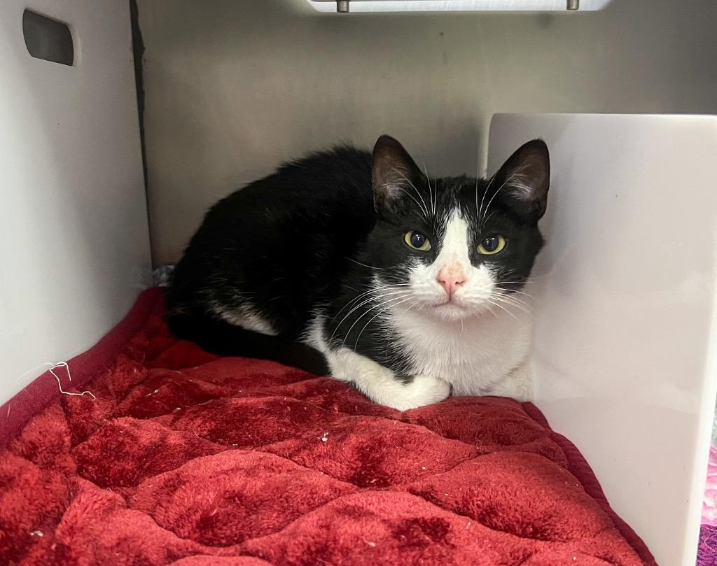 Enlarge Creek, a Adopted mixed breed in Murray, KY image 1/1