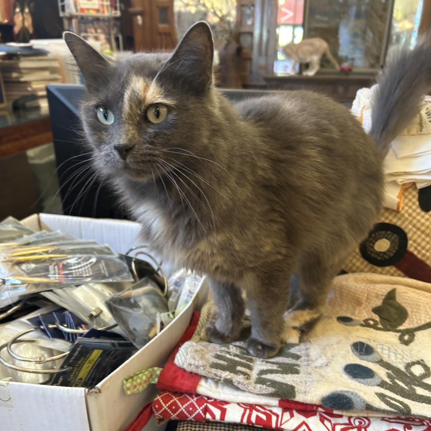 Smokey, Adopted, Adult Female Domestic Medium Hair.