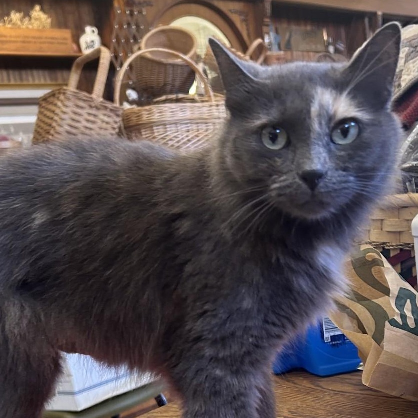 Enlarge Smokey, a Adopted Domestic Medium Hair in Springdale, AR image 4/5