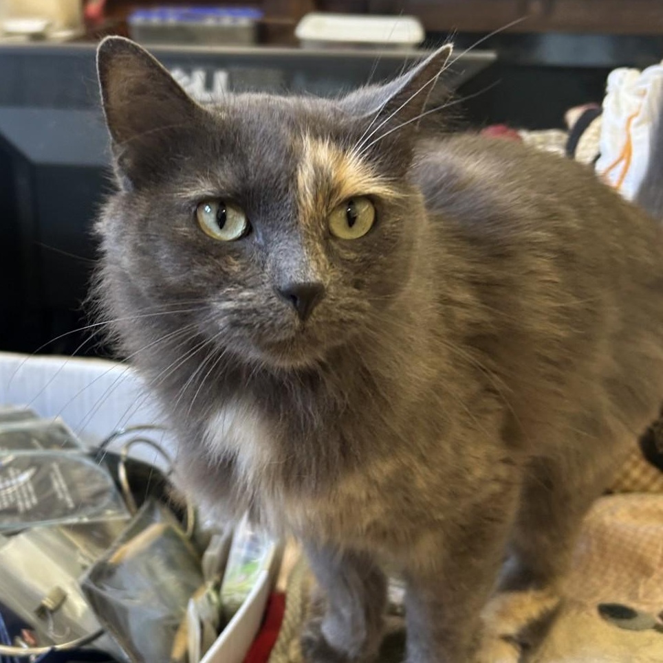 Enlarge Smokey, a Adopted Domestic Medium Hair in Springdale, AR image 2/5