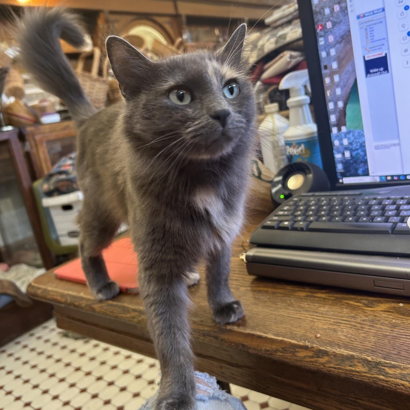 Enlarge Smokey, a Adopted Domestic Medium Hair in Springdale, AR image 3/5