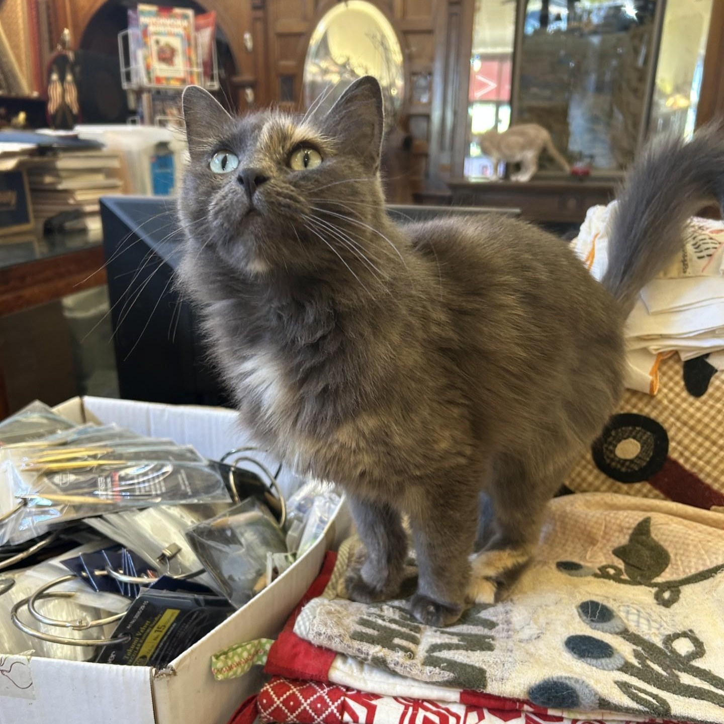 Enlarge Smokey, a Adopted Domestic Medium Hair in Springdale, AR image 5/5