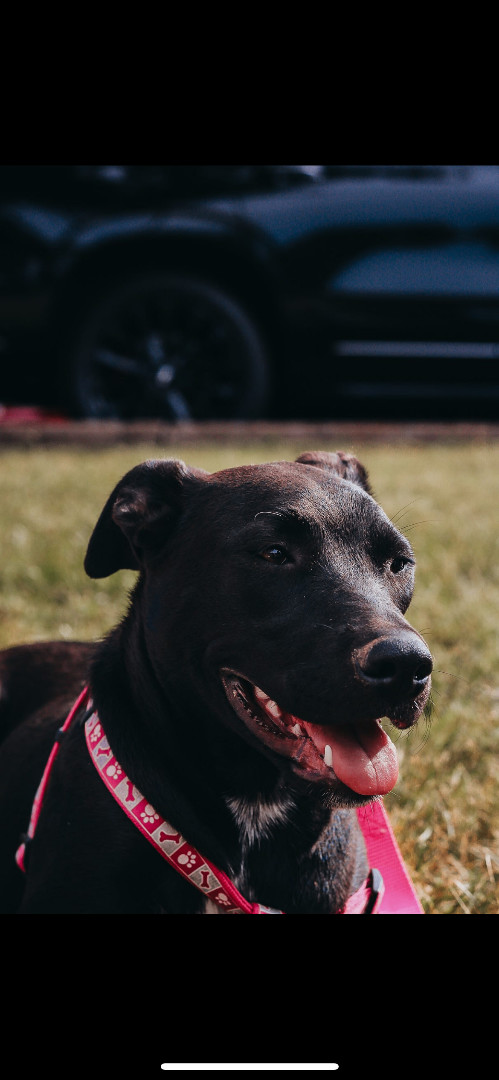 Enlarge Darcie, a Adoptable Black Labrador Retriever in Murray, KY image 1/11
