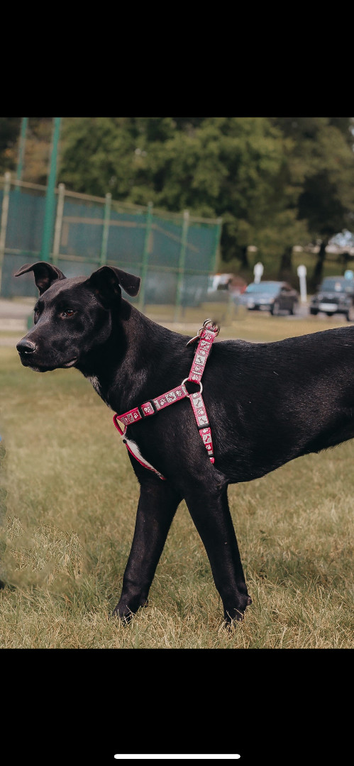 Enlarge Darcie, a Adoptable Black Labrador Retriever in Murray, KY image 2/11