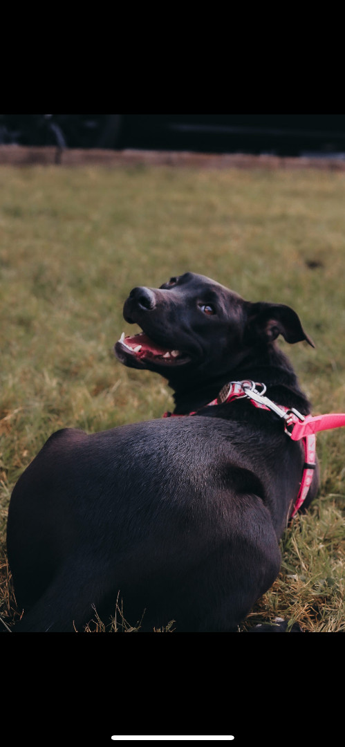 Enlarge Darcie, a Adoptable Black Labrador Retriever in Murray, KY image 3/11