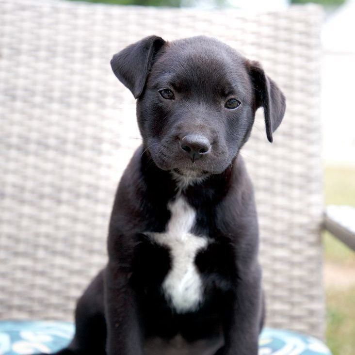 Enlarge Darcie, a Adoptable Black Labrador Retriever in Murray, KY image 4/11