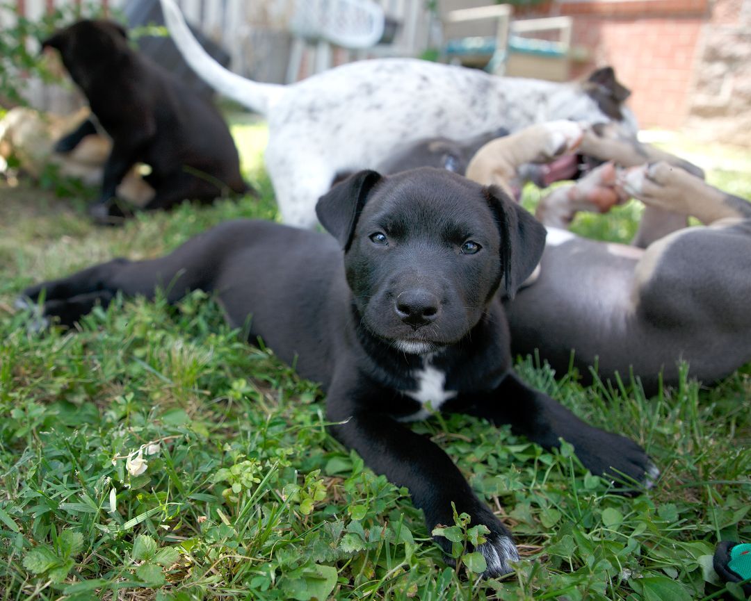 Enlarge Darcie, a Adoptable Black Labrador Retriever in Murray, KY image 5/11