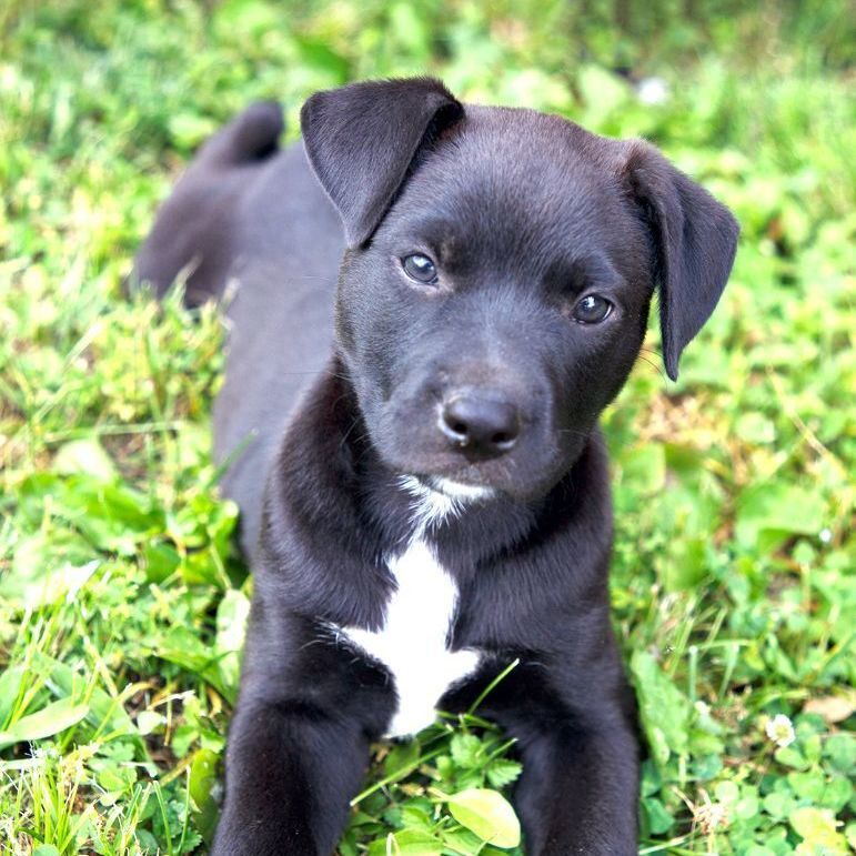 Enlarge Darcie, a Adoptable Black Labrador Retriever in Murray, KY image 6/11