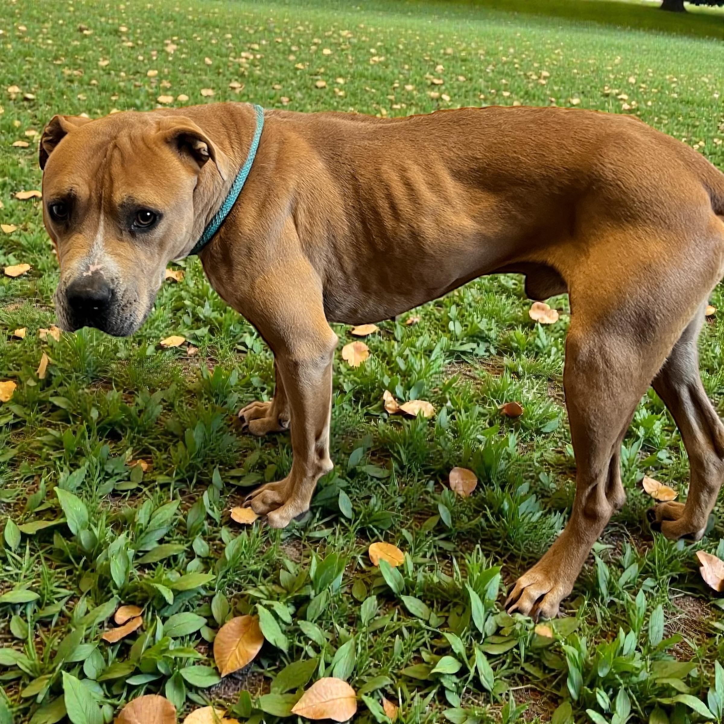 Enlarge Justin, a ADOPTABLE mixed breed in Horn Lake, MS image 2/6