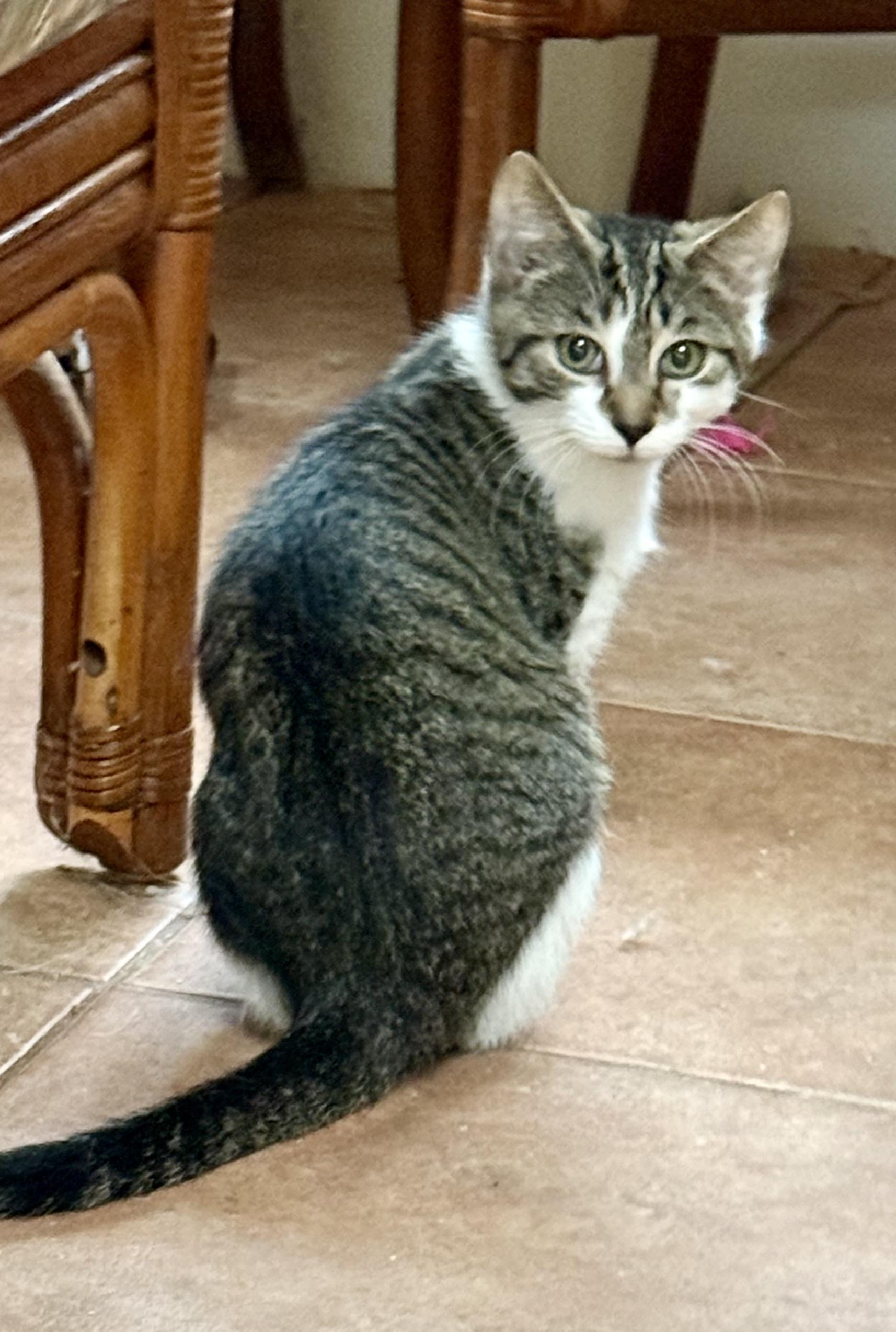 Freedom, a Adoptable Domestic Short Hair in Coatesville, PA image 2/2