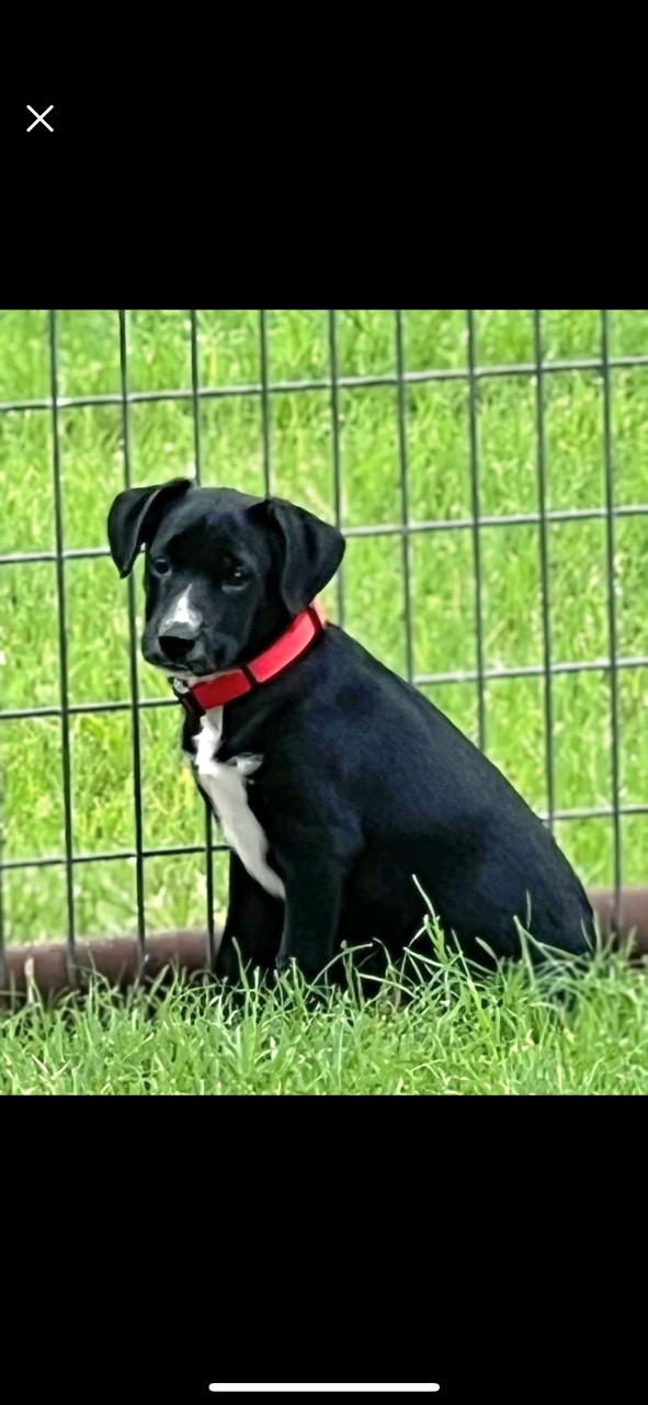 Dennis, Baby Male Terrier