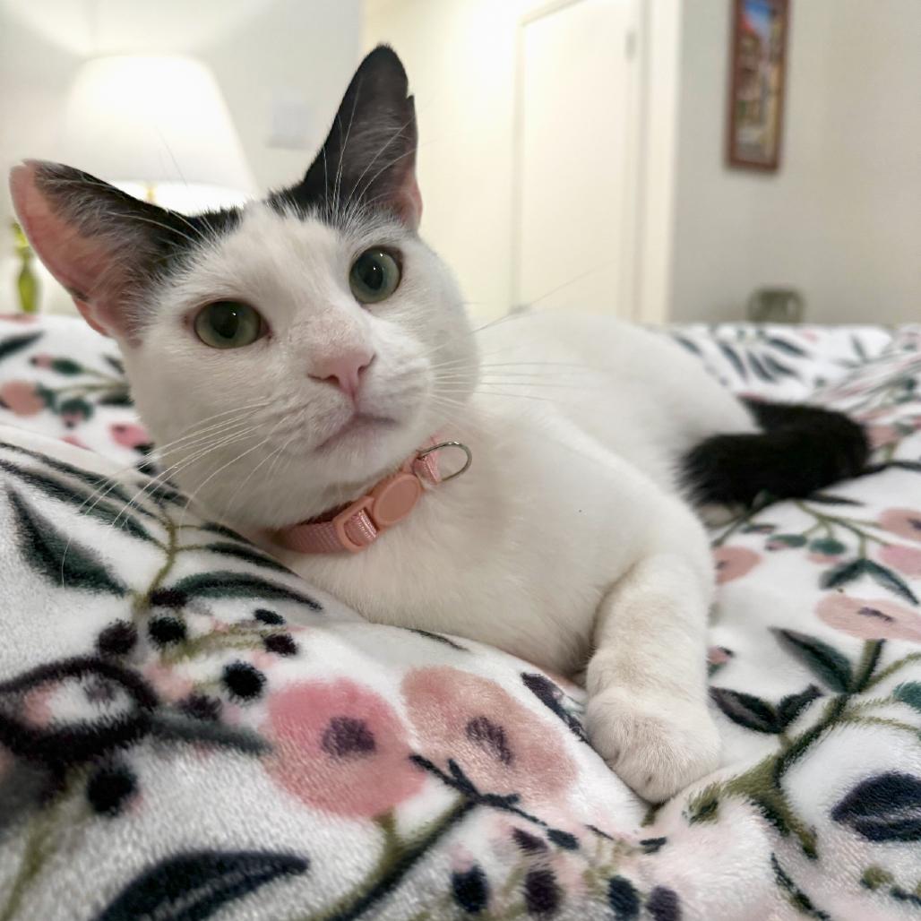 Elsa, Adoptable, Adult Female Domestic Short Hair.