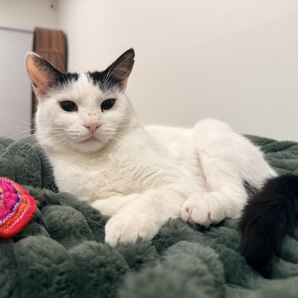 Elsa, Adoptable, Adult Female Domestic Short Hair.