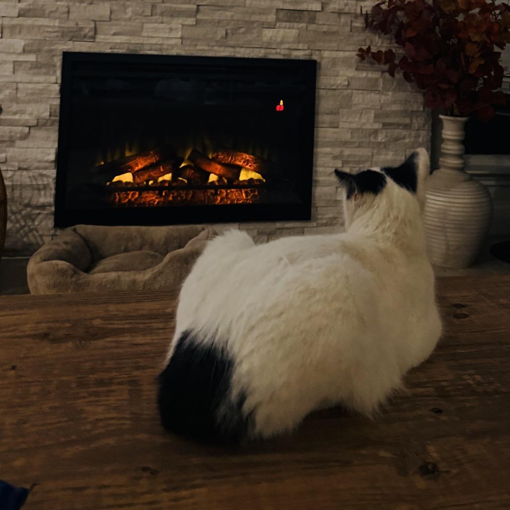 Elsa, a Adoptable Domestic Short Hair in Flower Mound, TX image 2/5