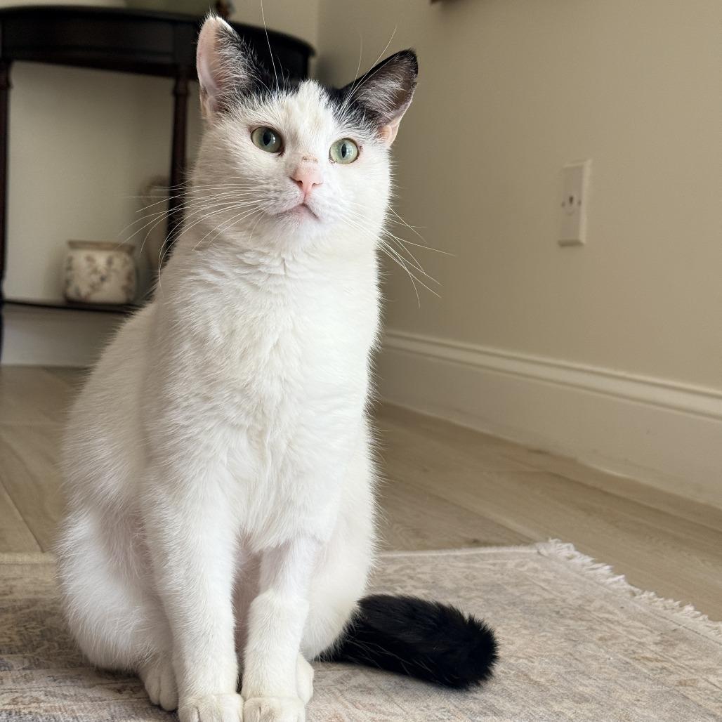 Elsa, a Adoptable Domestic Short Hair in Flower Mound, TX image 3/5