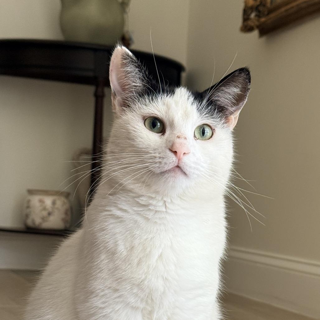 Elsa, a Adoptable Domestic Short Hair in Flower Mound, TX image 4/5